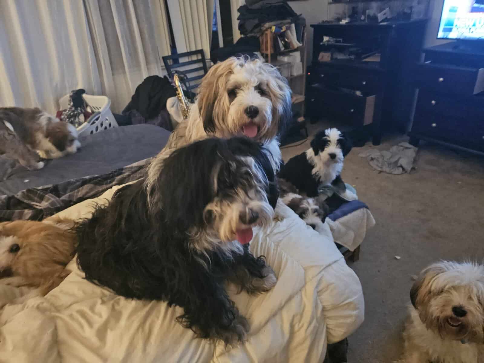 Tibetan Terriers image 2