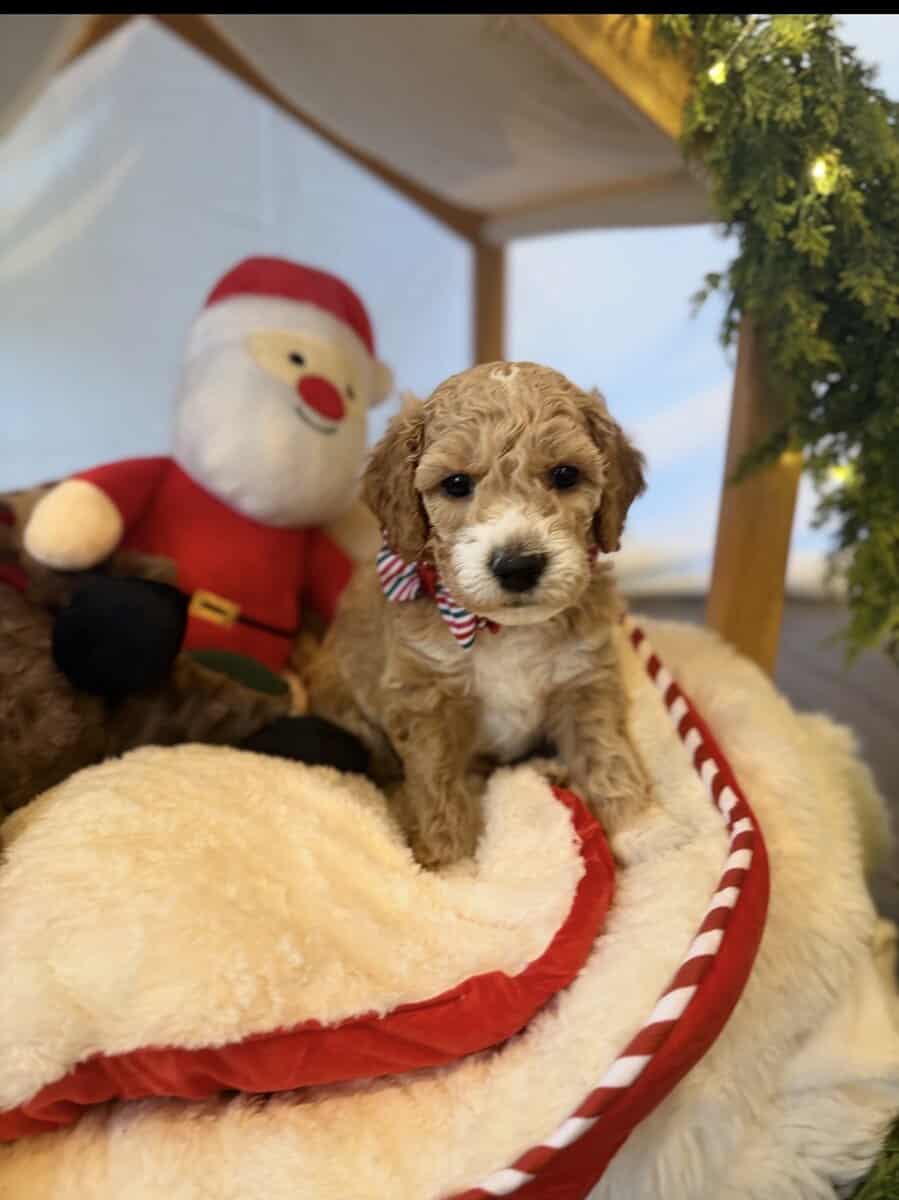 mini golden doodle puppies for sale image 8