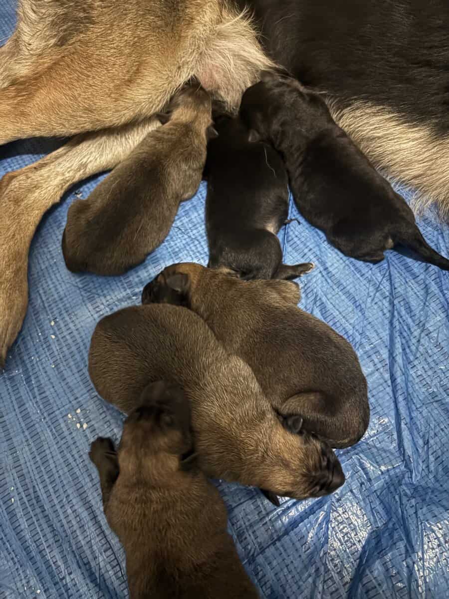 German shepherd image 3