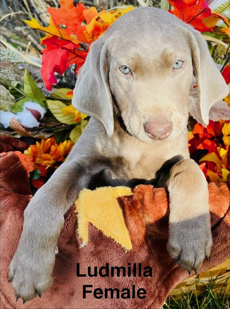 Silver Labrador Puppies, AKC, DNA, microchip, more image 2