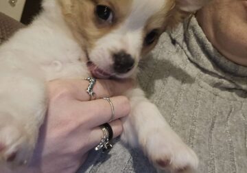 Rumple Long Hair Chihuahua (CKC)