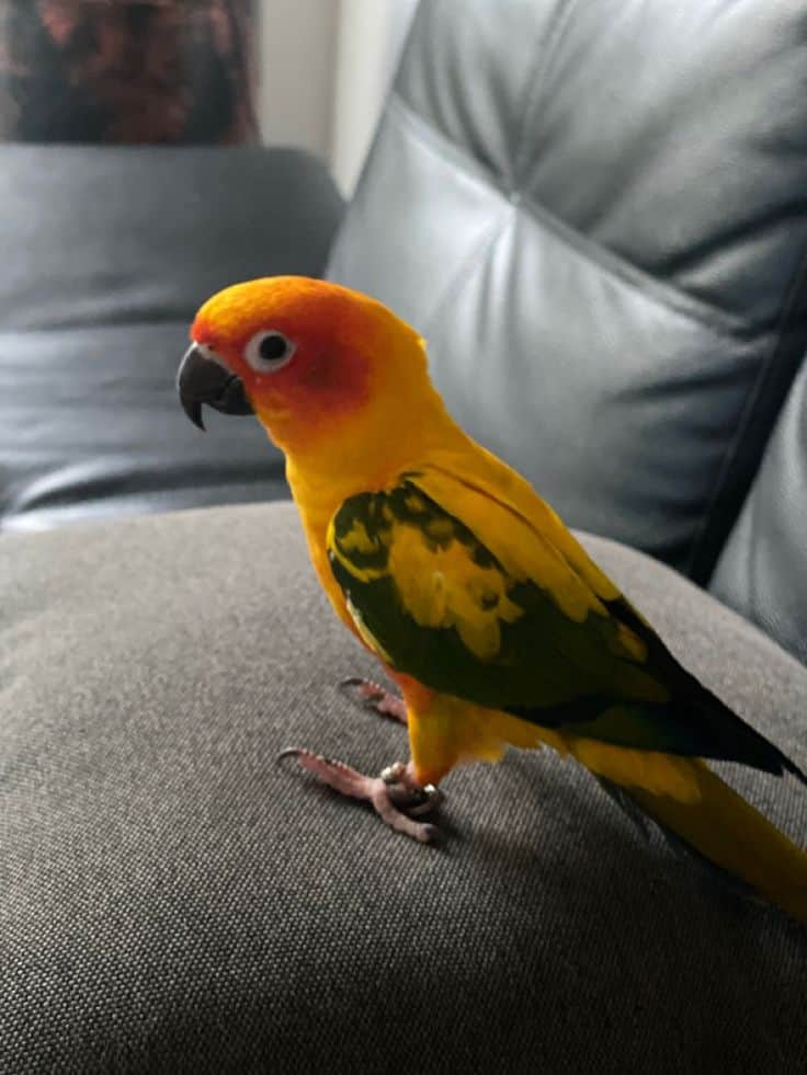 Re-home - Conures Colorful image 1