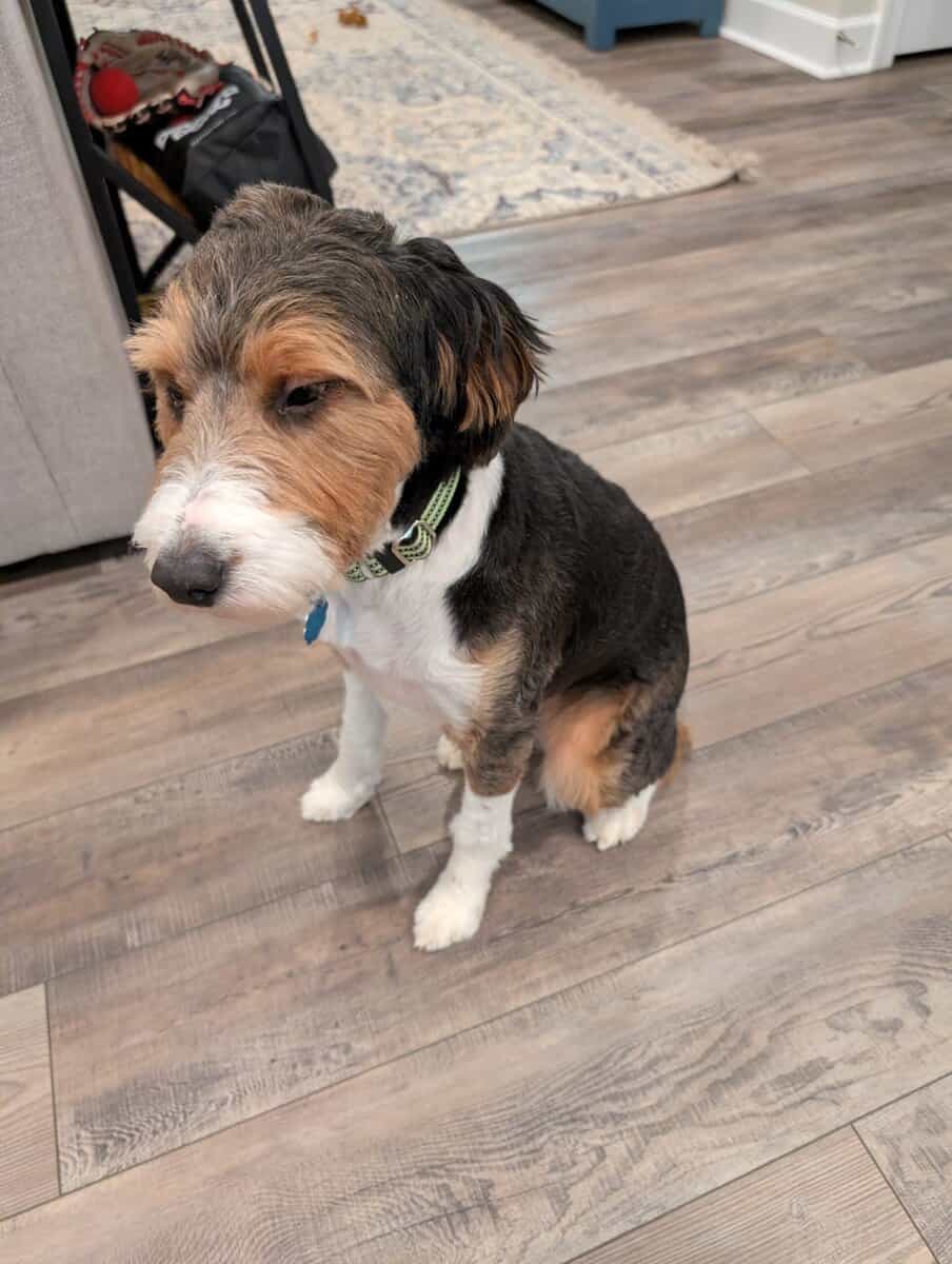 Mini-Aussiedoodle - Rucker - Family Dog image 2