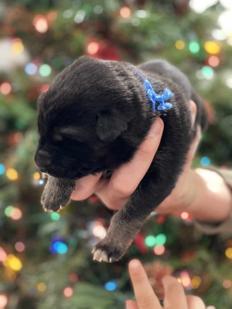 AKC Registered German Shepherd Puppies — 9 Availab image 5