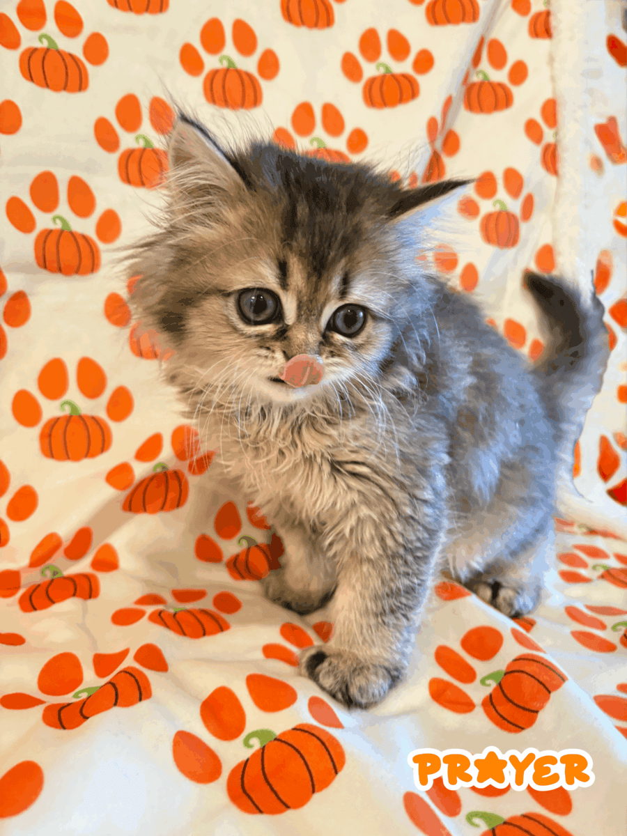 Persian Kittens For Rehoming!!! image 3