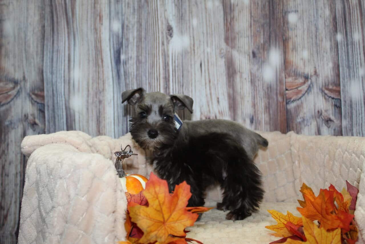 Mini Schnauzer Puppies image 2