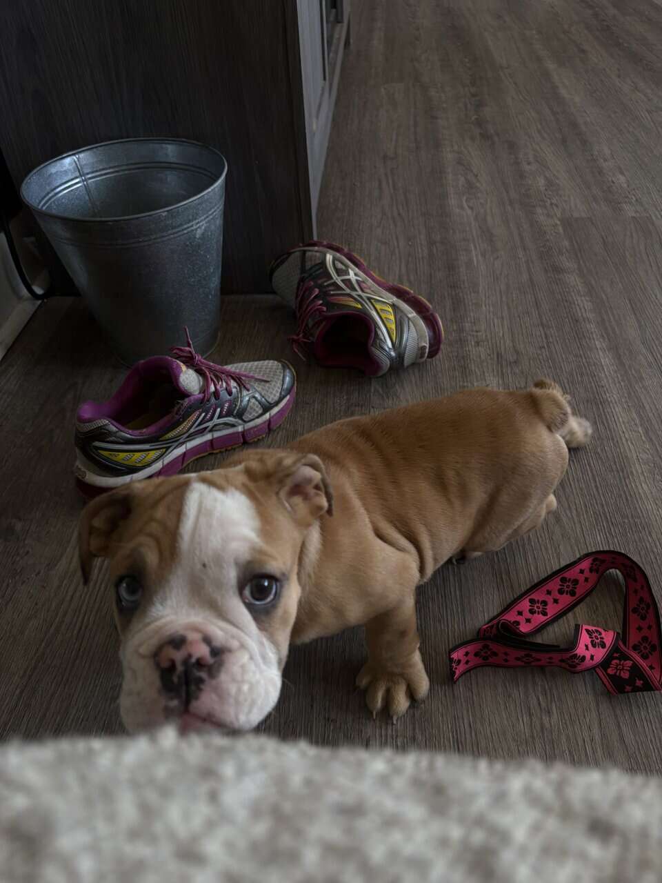 English bull dog image 3