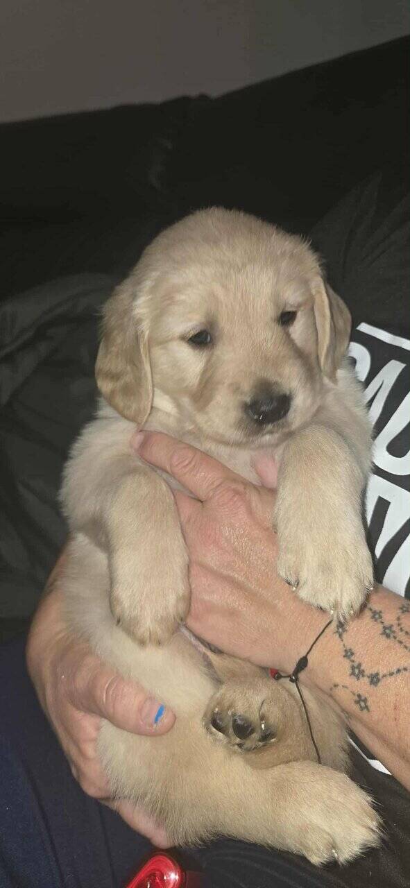 Golden Retriever puppies for sale image 2