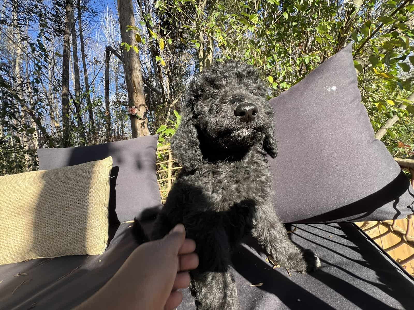 Medium goldendoodle puppy image 3