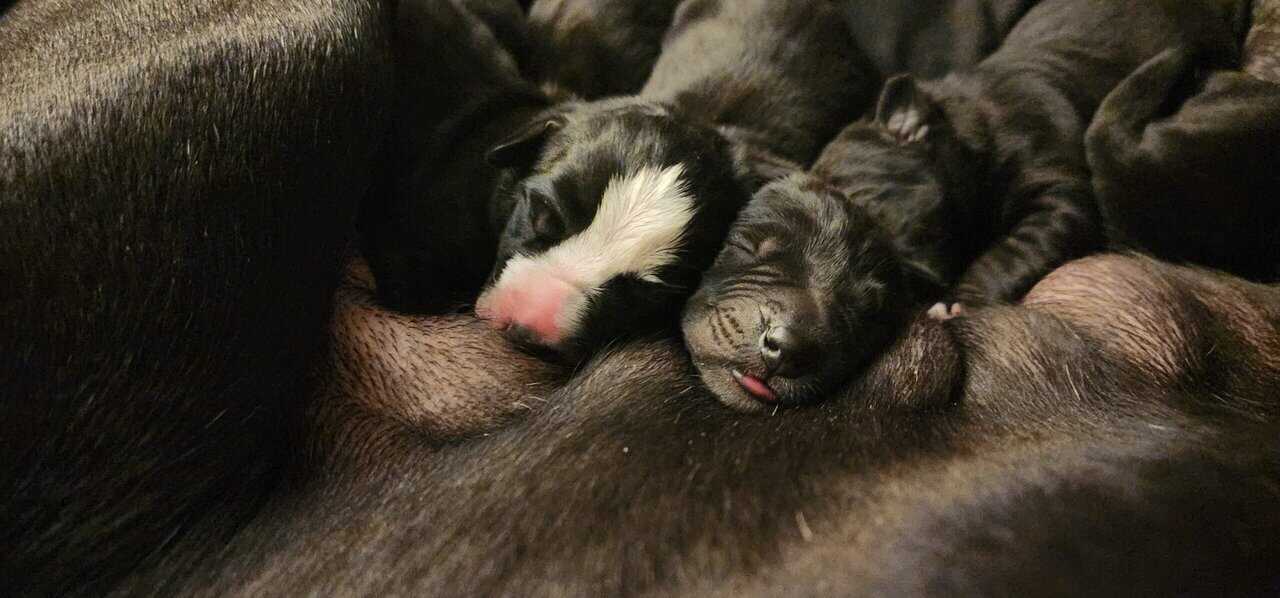 Great Dane Puppies image 8