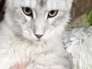 High Silver Shaded Maine Coon ship included.