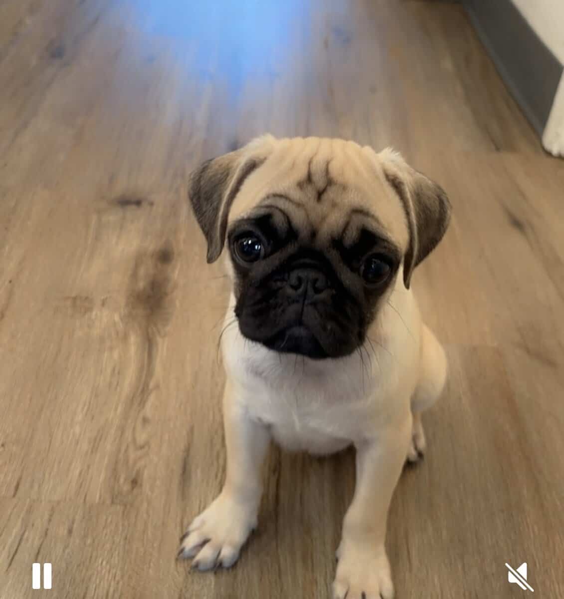 Male Pug pups image 3