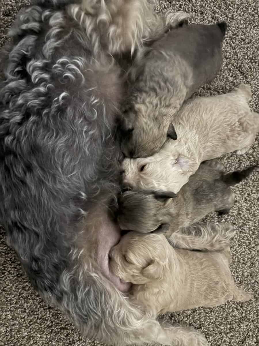 Puppies for sale image 1