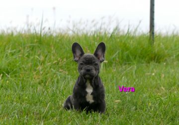 F1b french female puppy