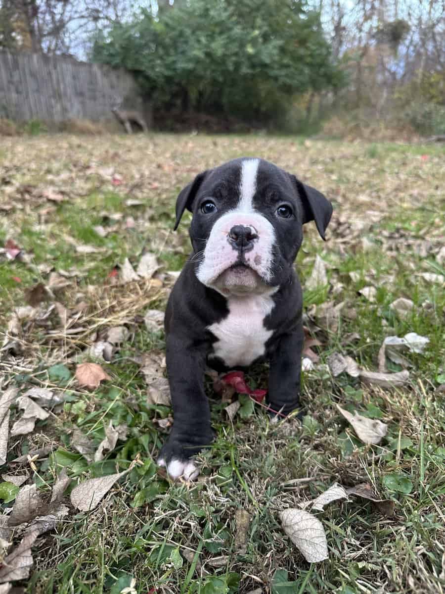 Onyx (Champion Bloodline) image 5