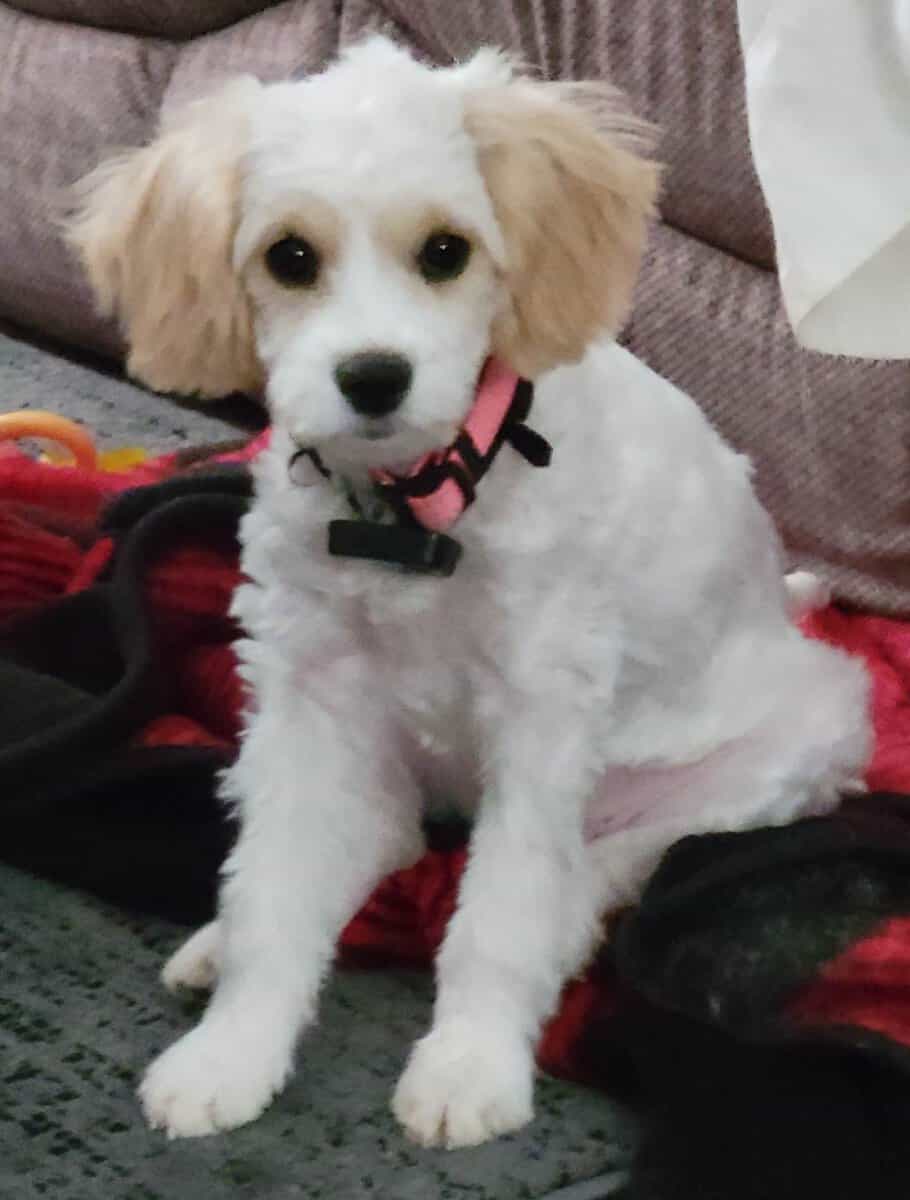 Cavapoochon puppy Rosemary (purple) image 2