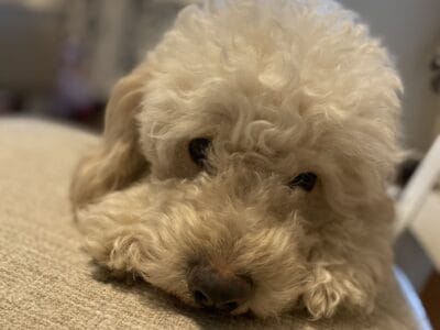 Mini Golden Doodle