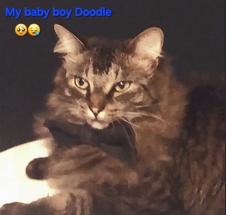 Looking for a kitten possibly free☺️ image 1