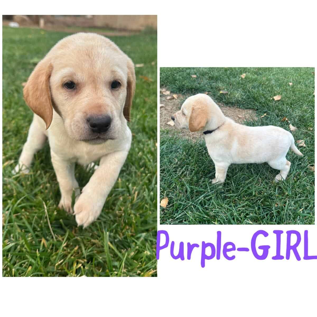 AKC Labrador puppies image 7