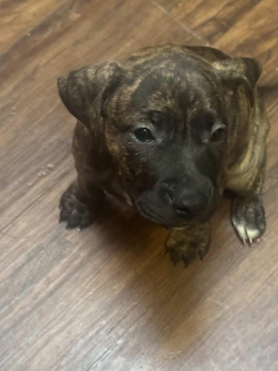 Pitbull Puppies image 17