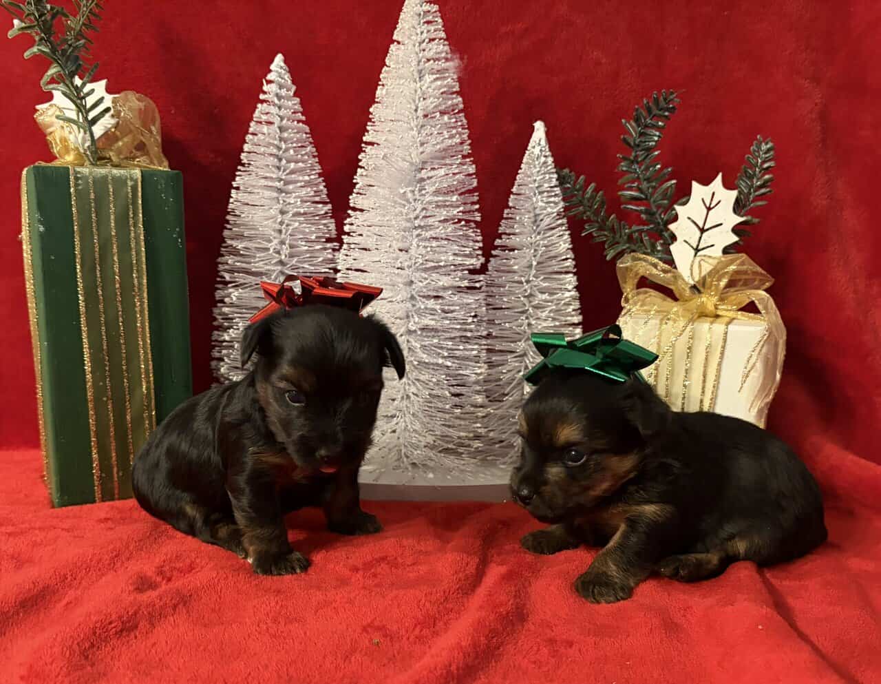 Purebred Yorkies image 2