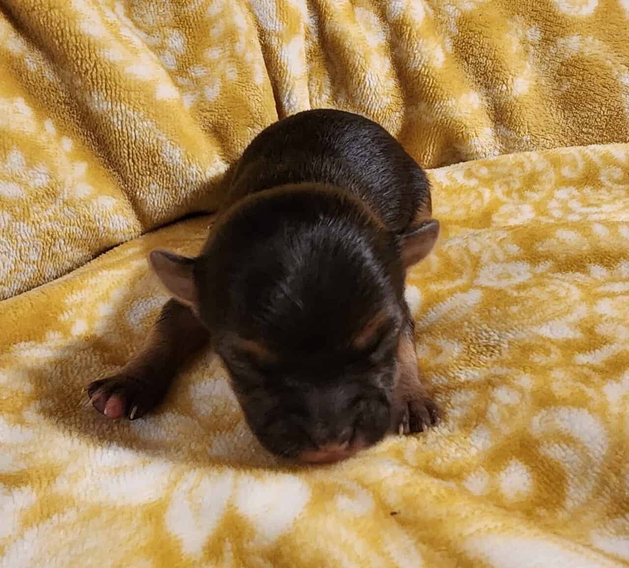 Yochi Puppies image 5