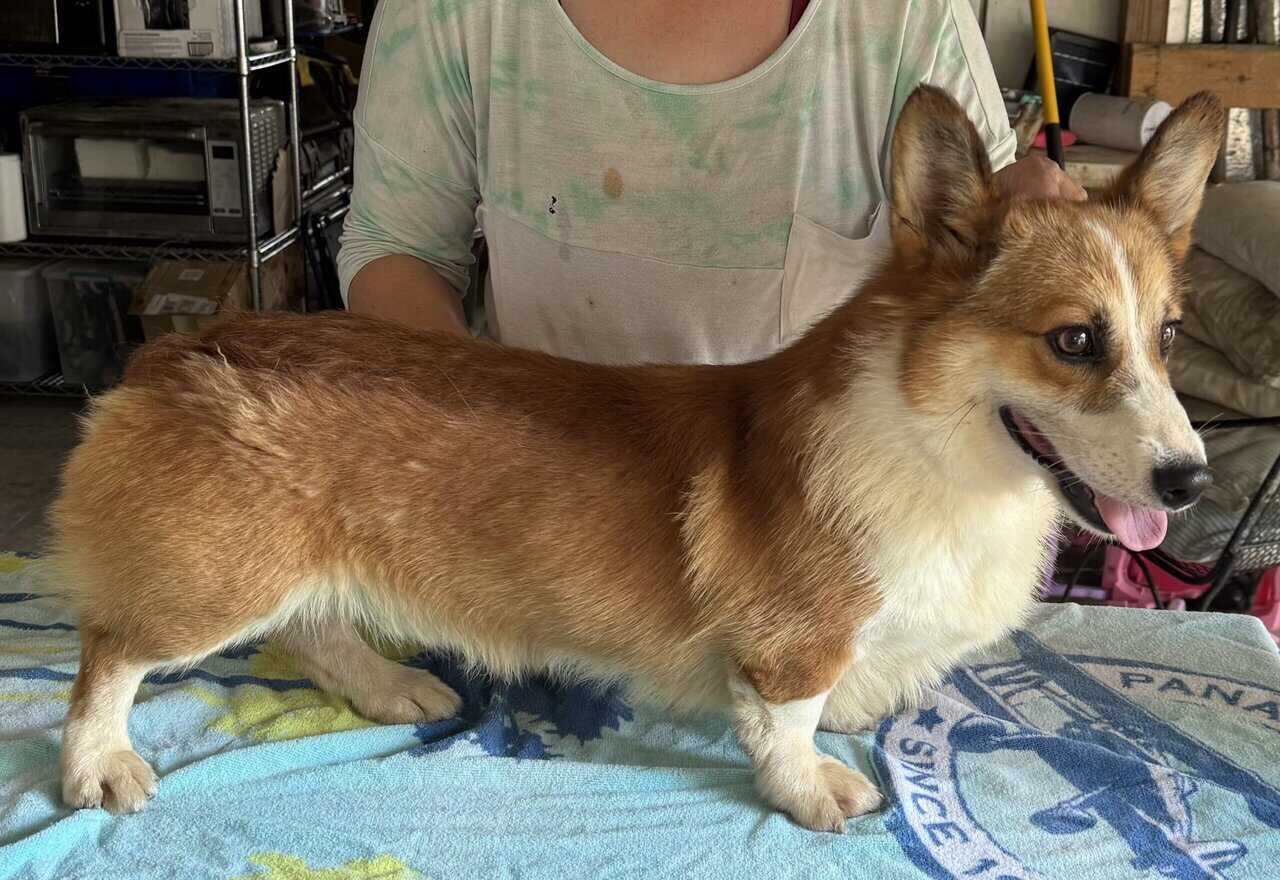 2 yr. Pembroke Welsh Corgi image 9