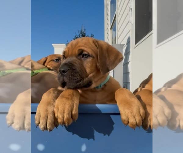Boerboel–Cane Corso Puppies -- Ready to go! image 9
