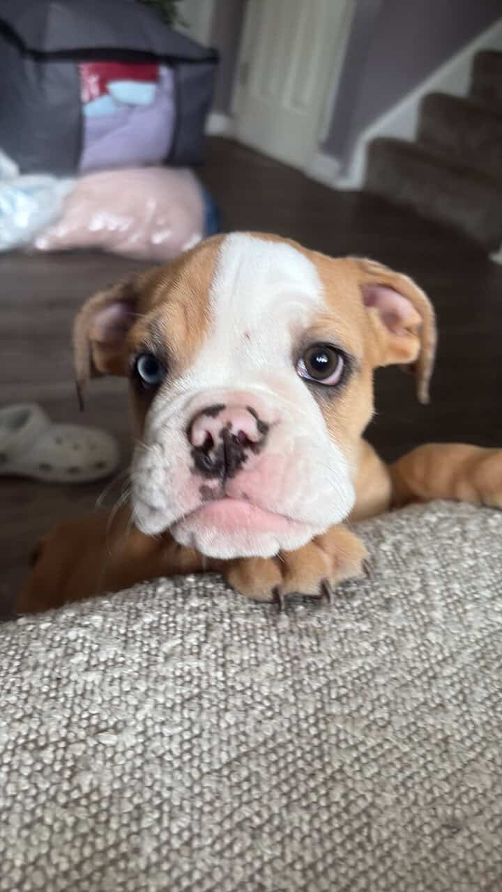 English bull dog image 1