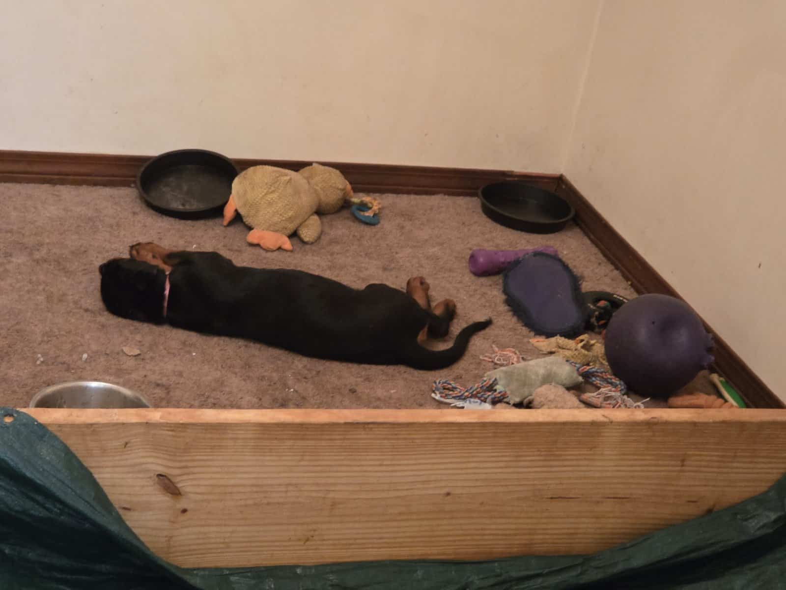 GermanRottweiler puppies parents both on-site, AKC image 5