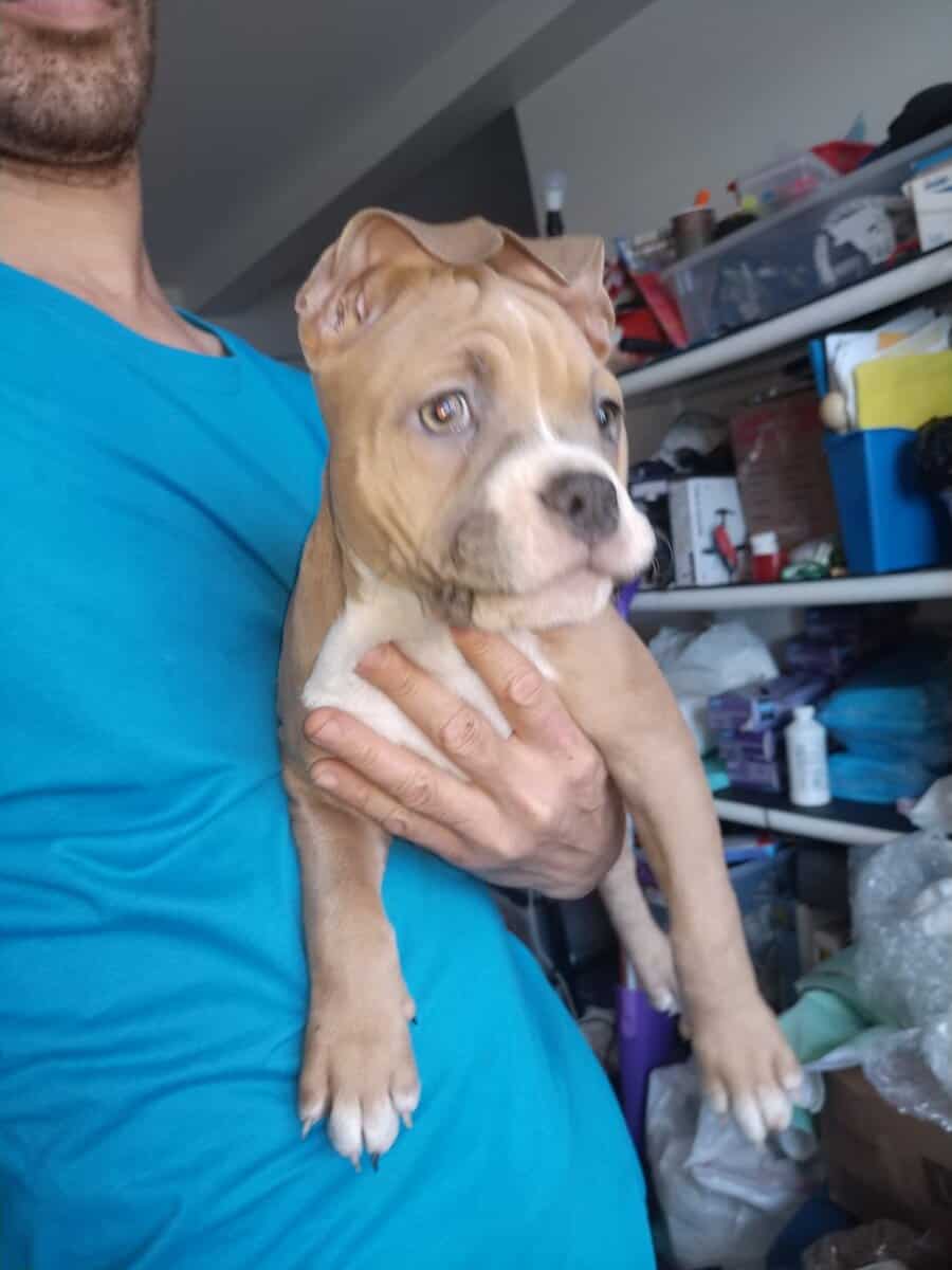 Premium Pocket Bully Puppies – Males & Females image 15