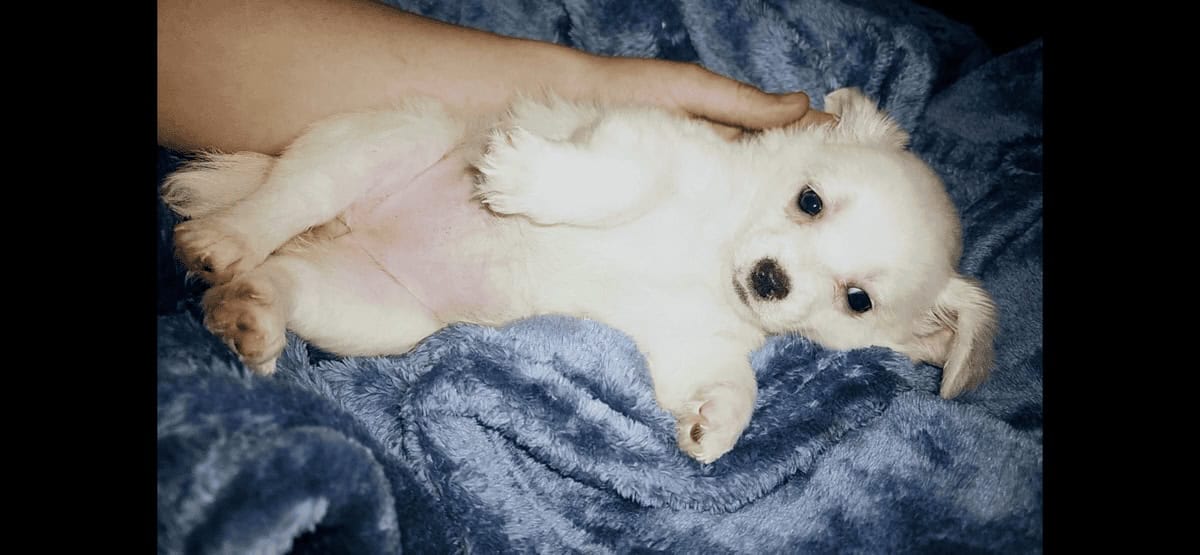 Pure white long hair chihuahua female image 2