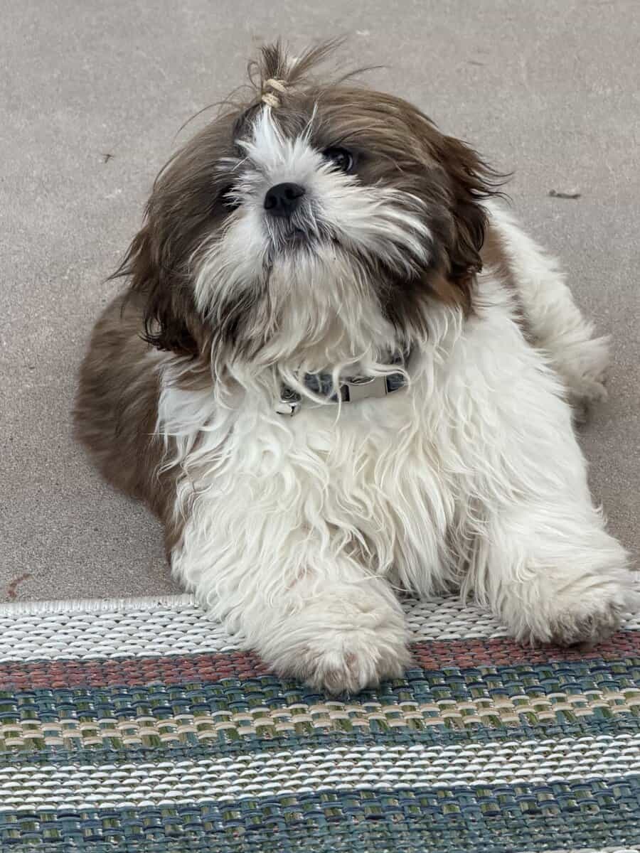 Shih Tzu for sale image 7