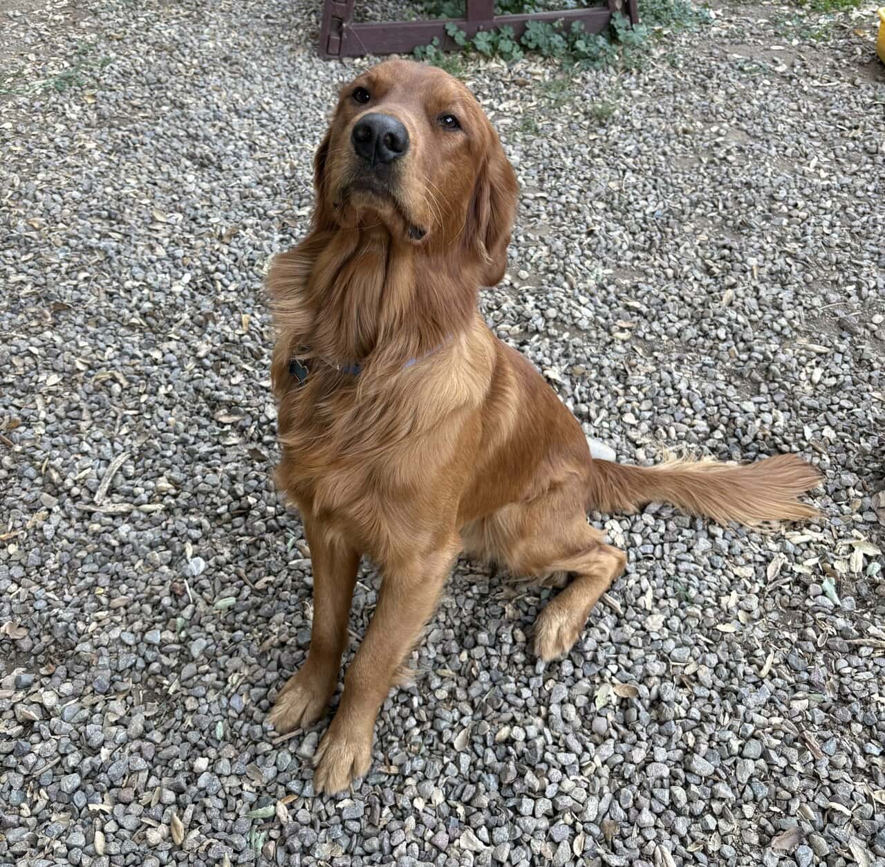 GOLDEN RETRIEVER image 8