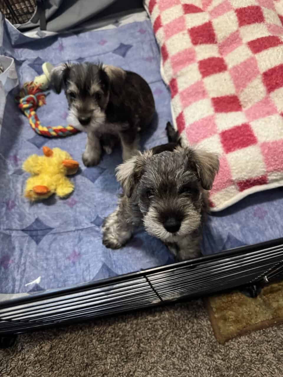 AKC puppy 4 sale image 3