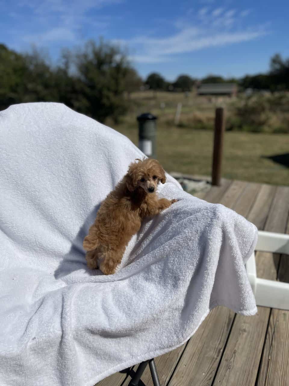 Toy Poodles DNA checked mom and Dad on Site image 6