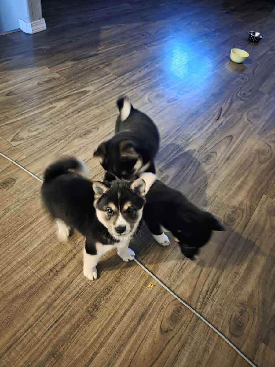 Shiba Inu puppies image 1