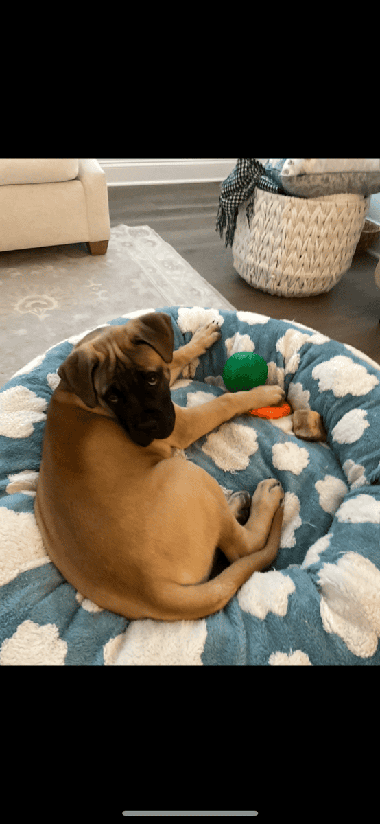 BullMastiff image 3