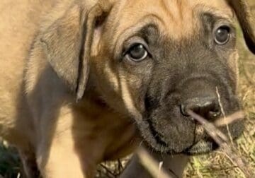 Dark Green Collar Fawn
