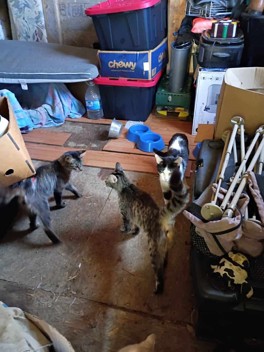 Mitten Kittens image 2