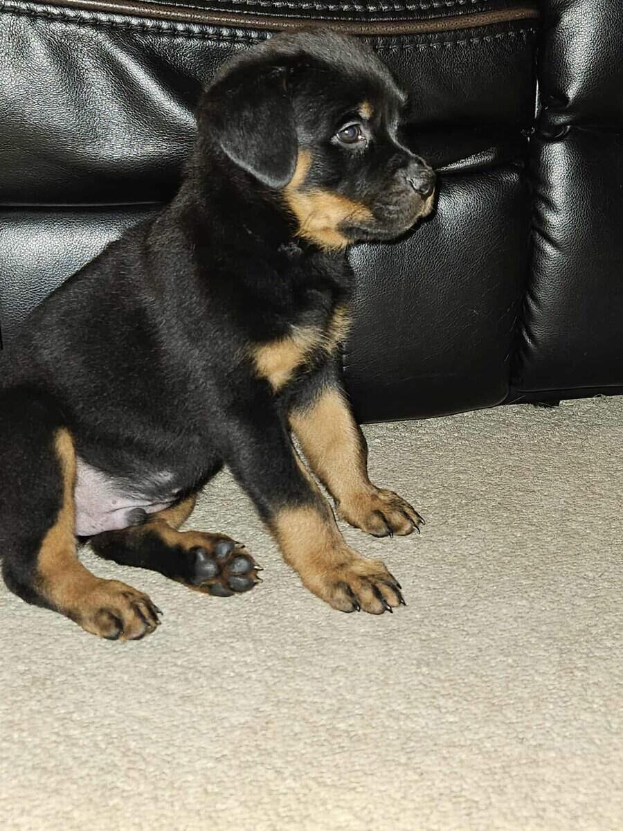 Playful loveable Rottweiler puppies image 4