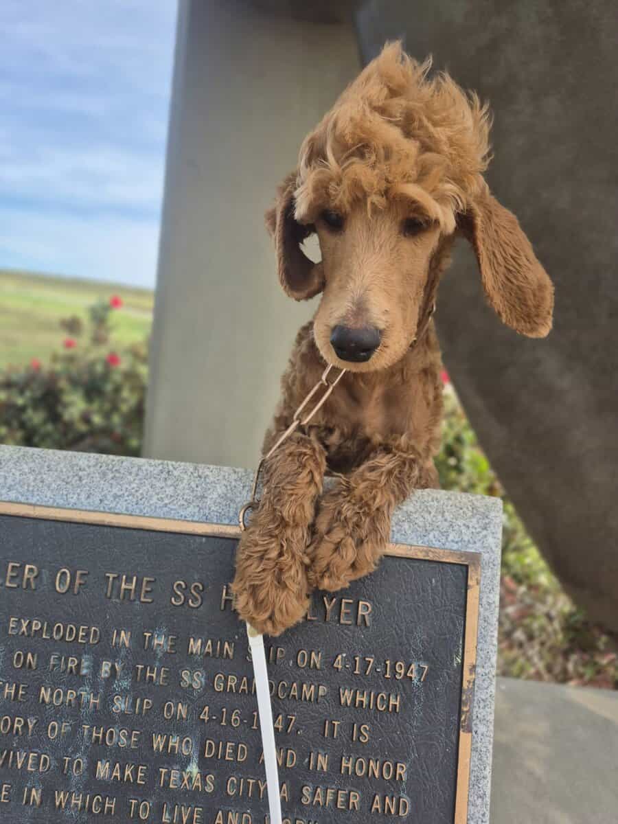 Female golden doodle image 2