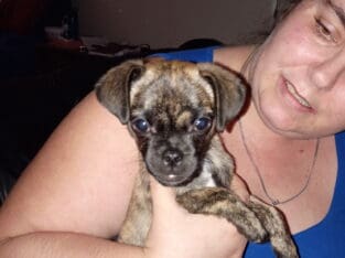 Pug male puppy 9 weeks