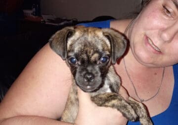 Pug male puppy 9 weeks