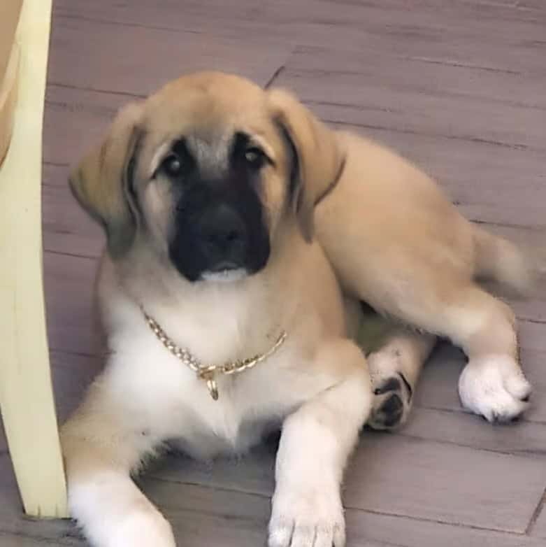 Beautiful Anatolian/Great pyrenees image 1