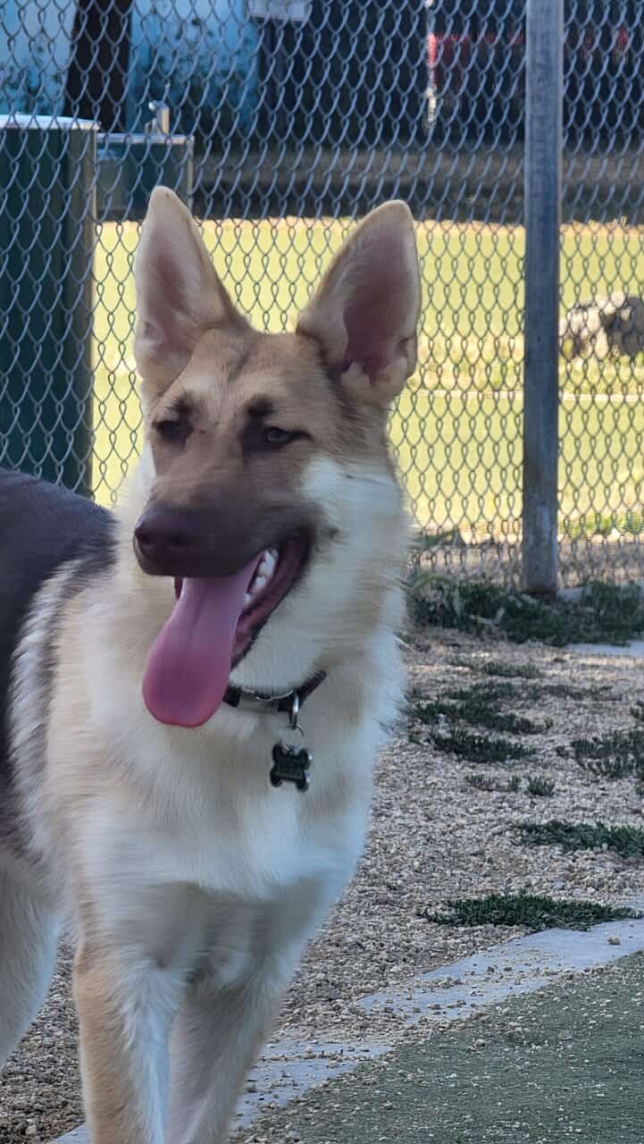 Sofia needs a forever home image 2