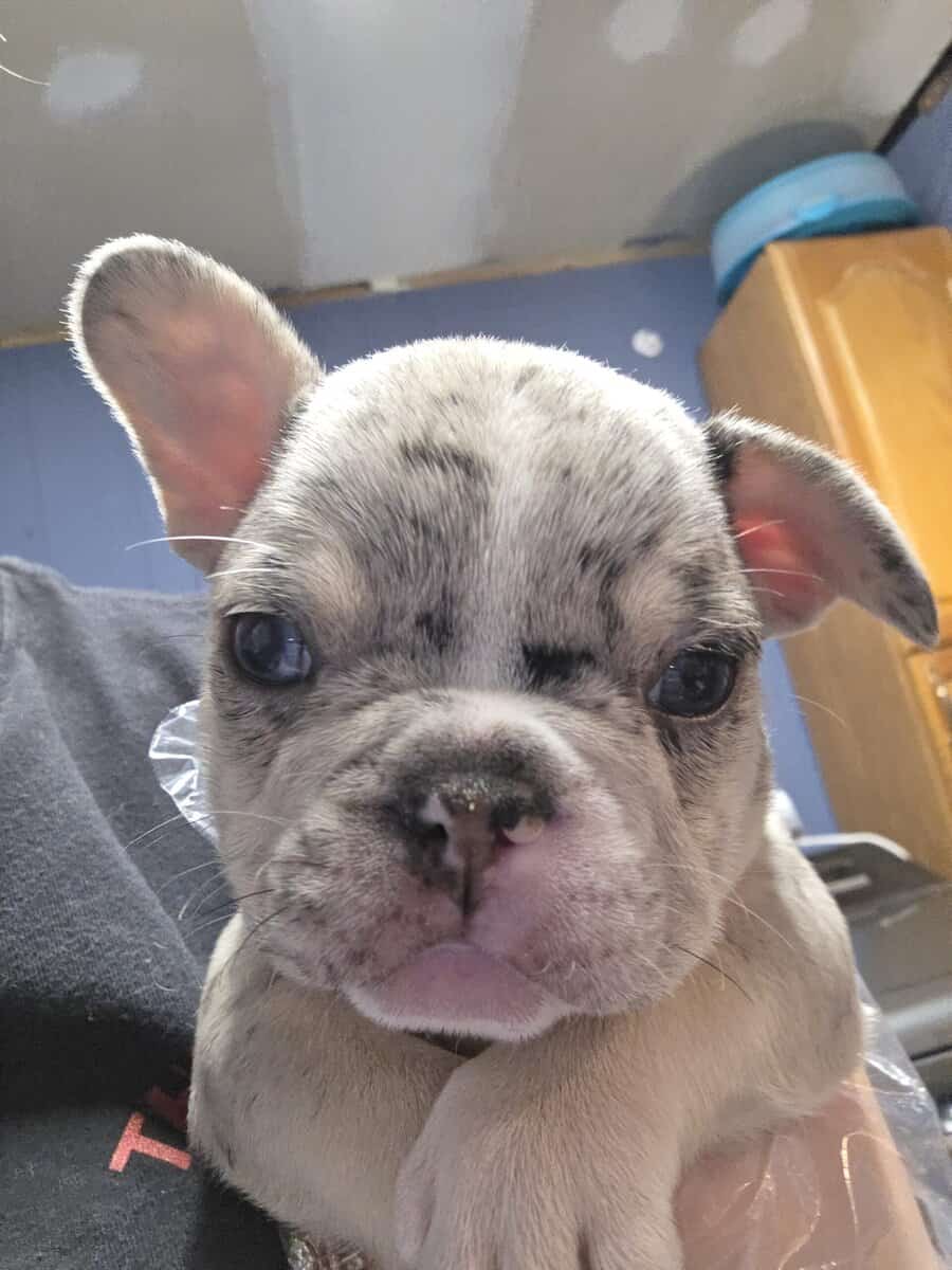Akc frenchies image 4