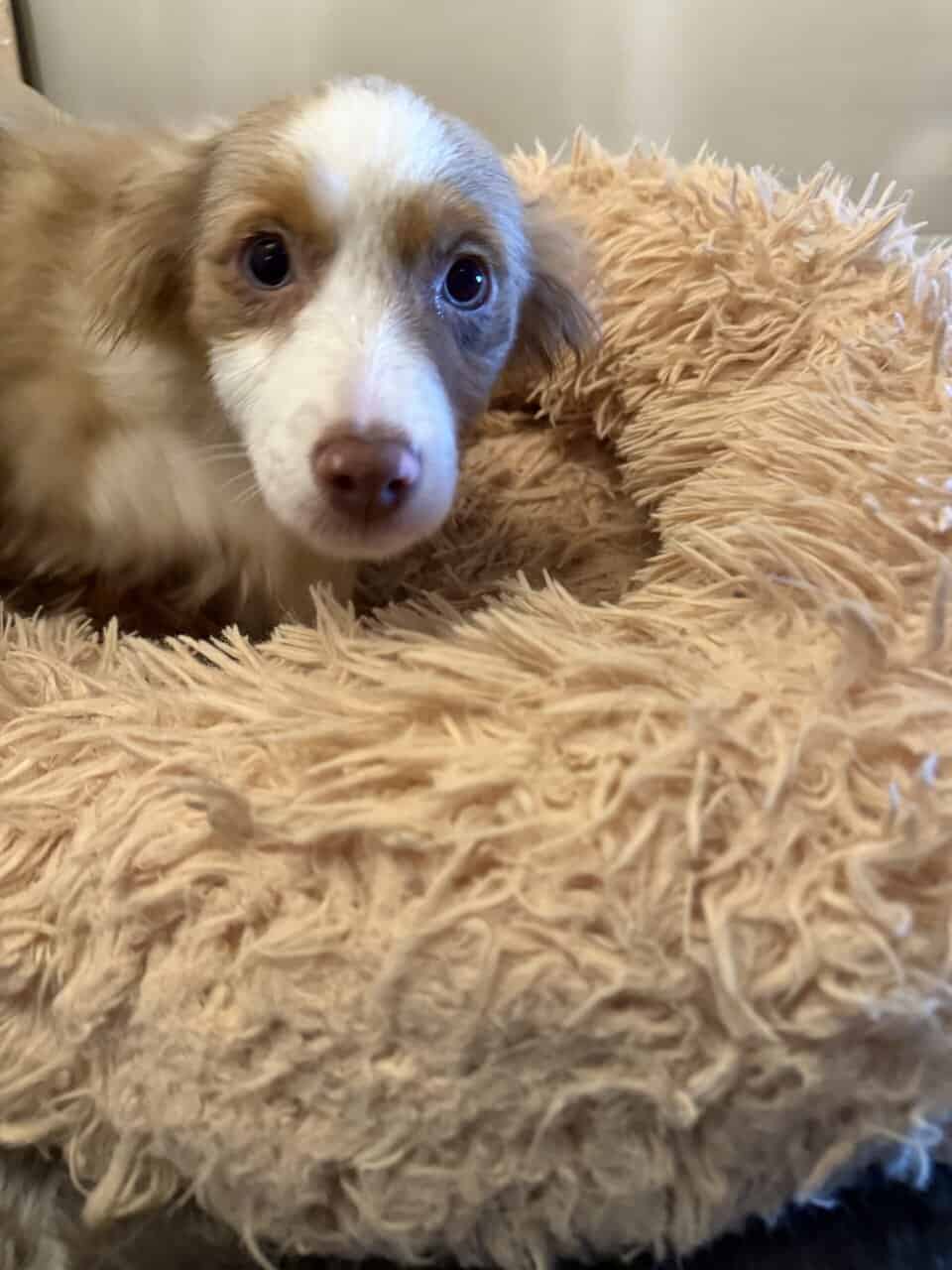 Miniature Australian Shepherd image 3