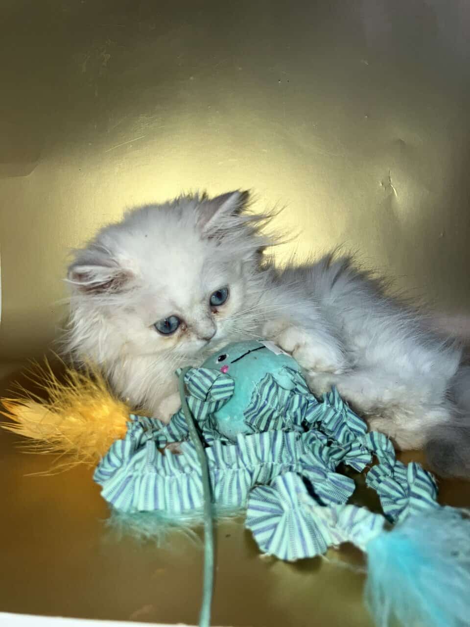 Silver chinchilla British longhair male image 9