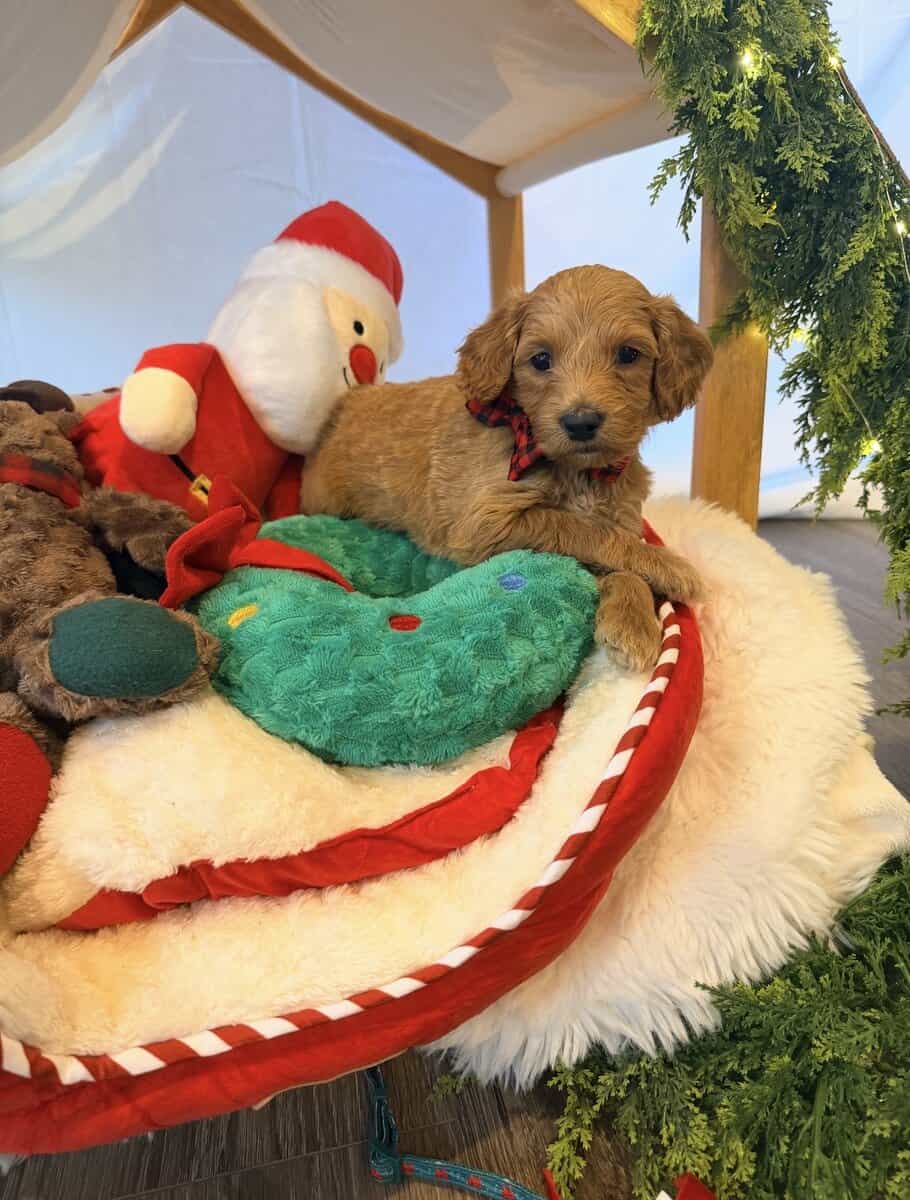 mini golden doodle puppies for sale image 7